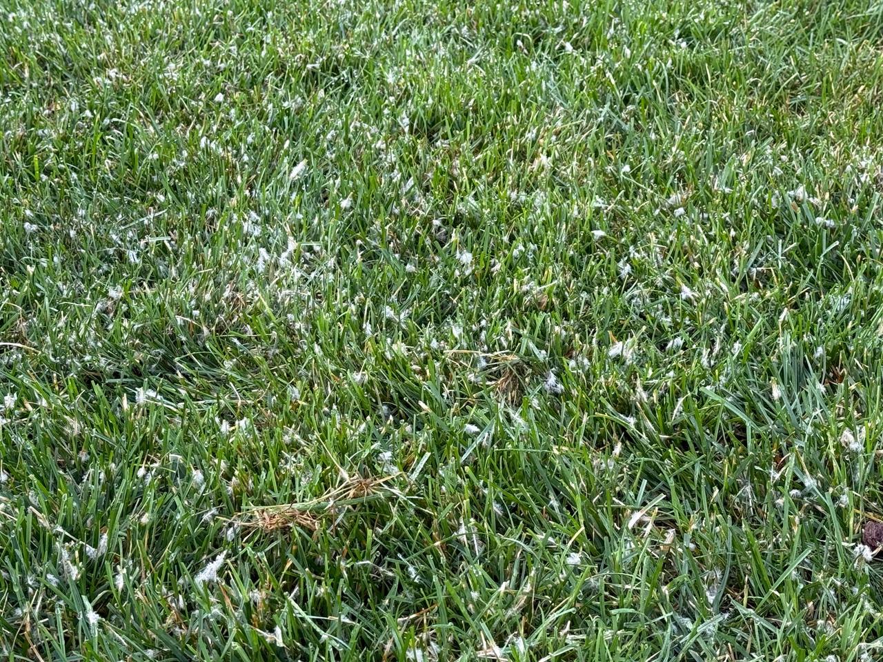 Close-up of a lawn showing white, cottony fungal growth of dollar spot mycelium scattered across green grass blades.